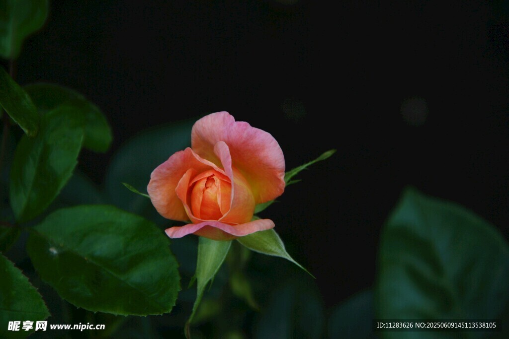 娇艳月季花