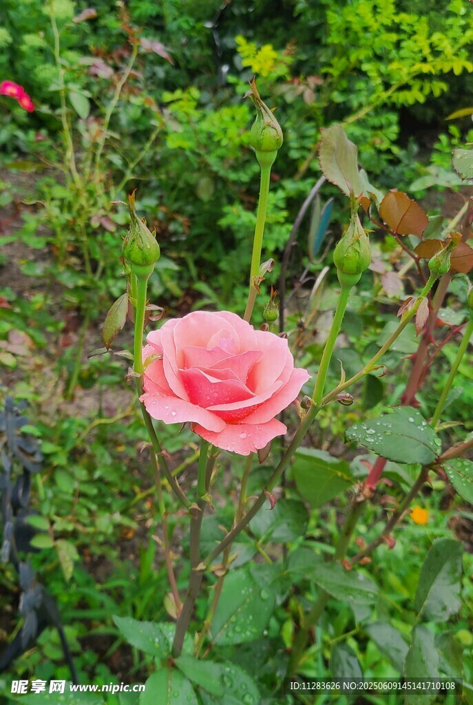 娇艳月季花