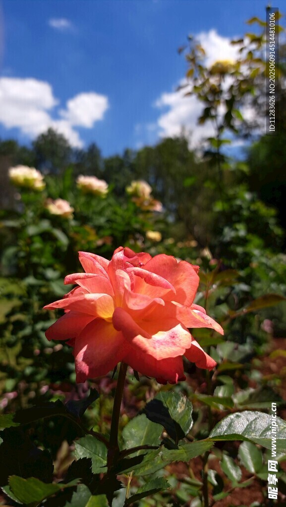 娇艳月季花