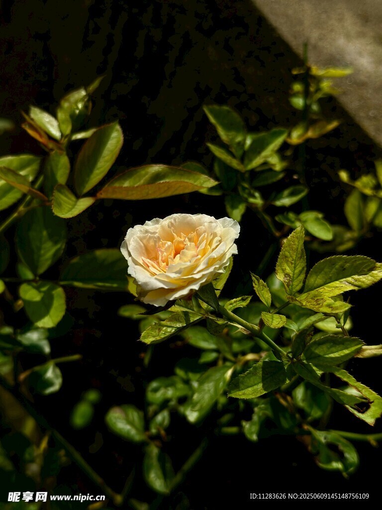 白月季花