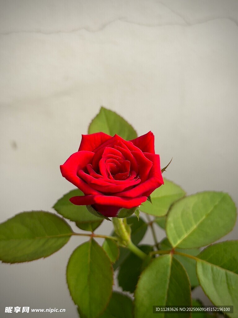 娇艳月季花