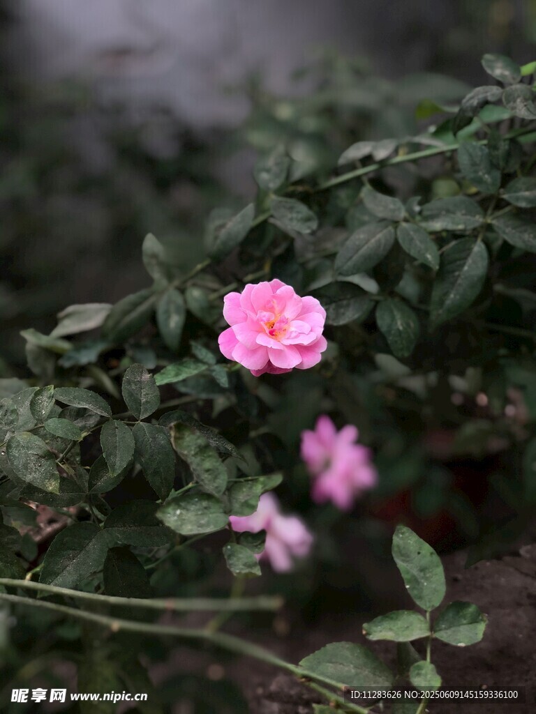 娇艳蔷薇花绽放绿叶间