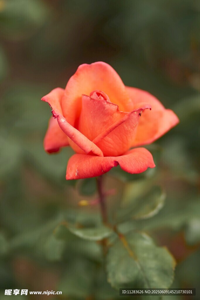 娇艳月季花