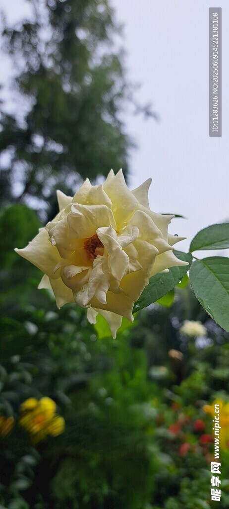 月季花绽放于绿意间