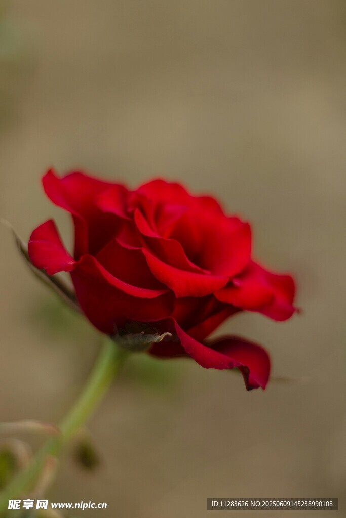 娇艳月季花