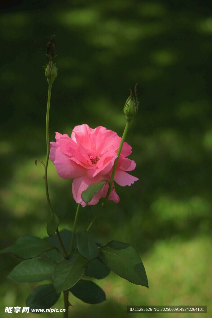 娇艳粉色月季花