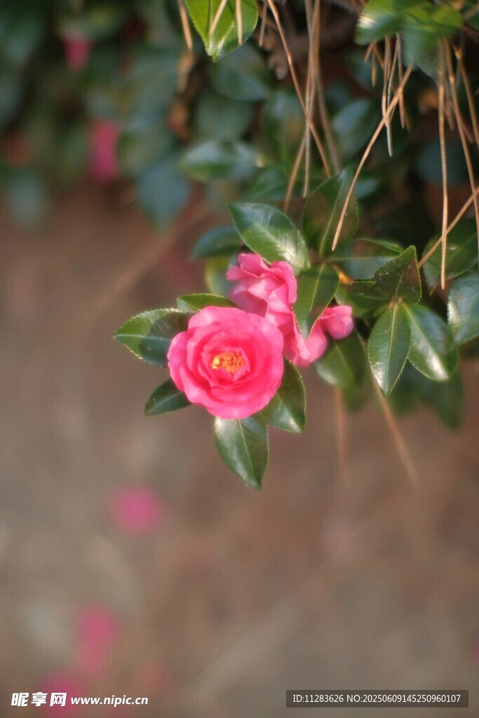 娇艳山茶花绽放枝头