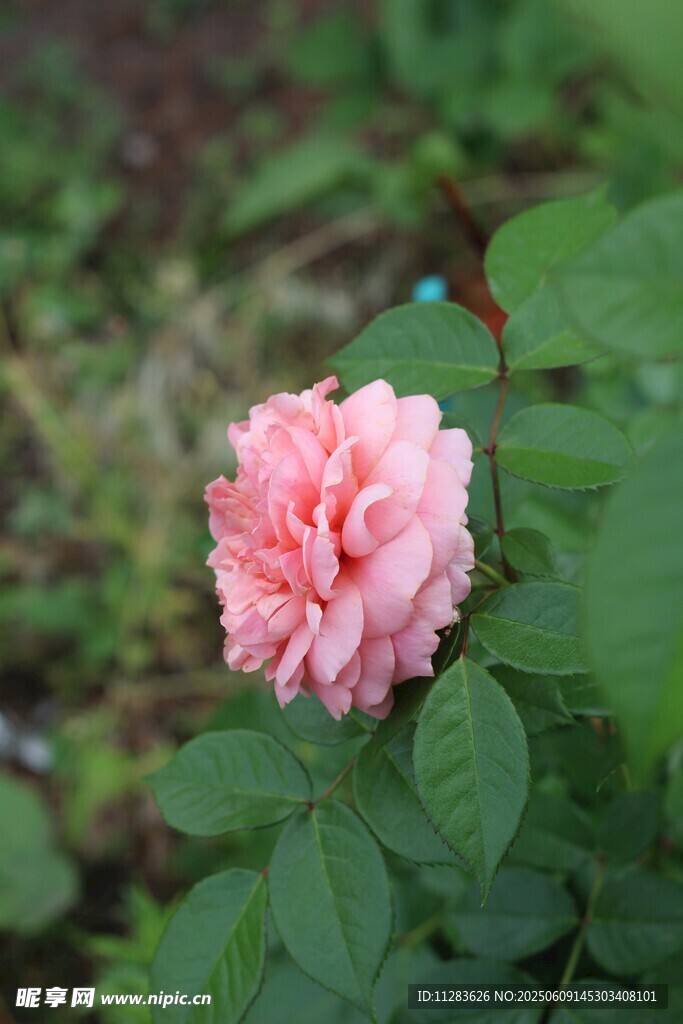 娇艳粉色月季花绽放