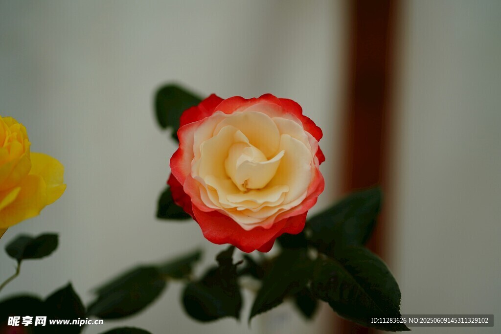 双色月季花
