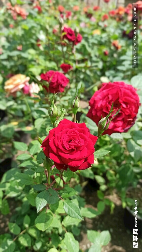 娇艳月季花