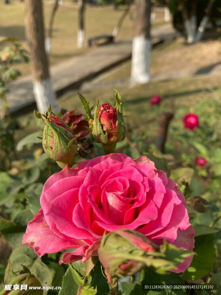 娇艳盛开的粉色月季花