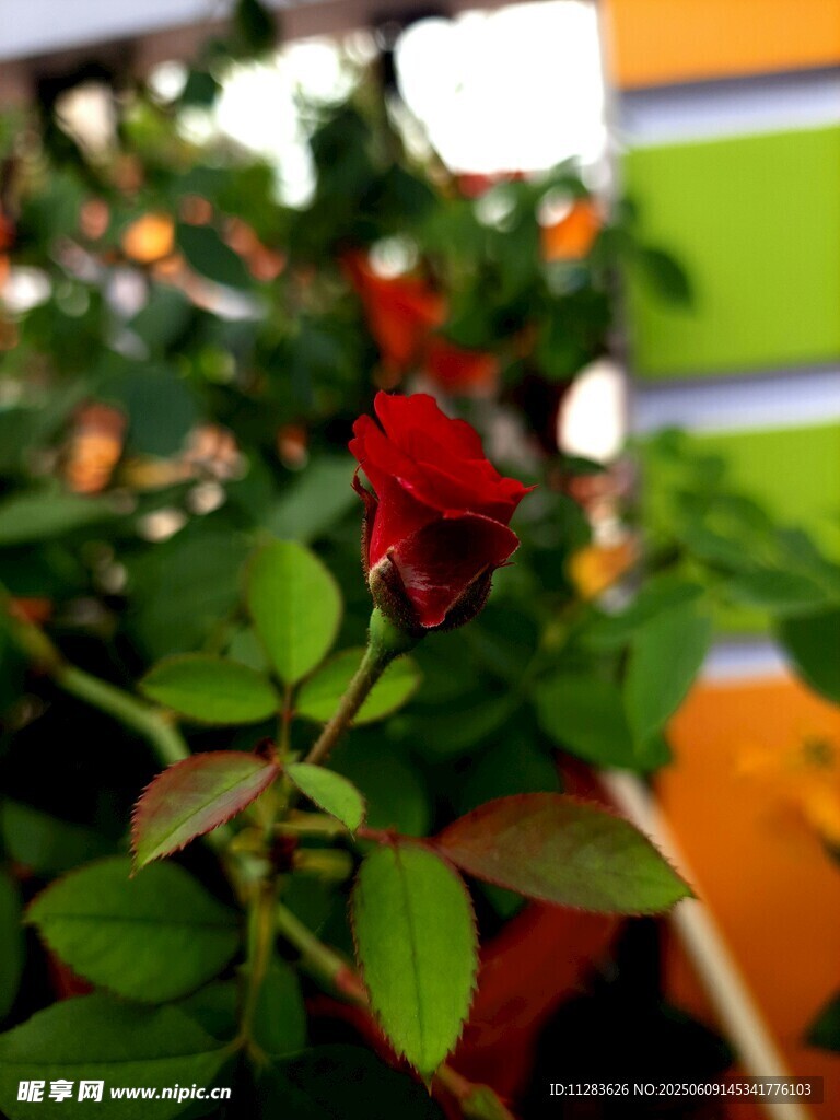 娇艳月季花