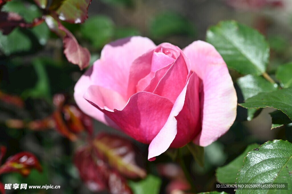 娇艳月季花