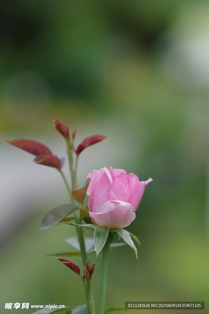 娇艳粉色月季花