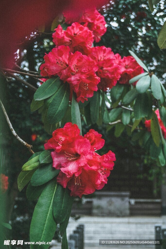 艳丽红杜鹃绽放枝头