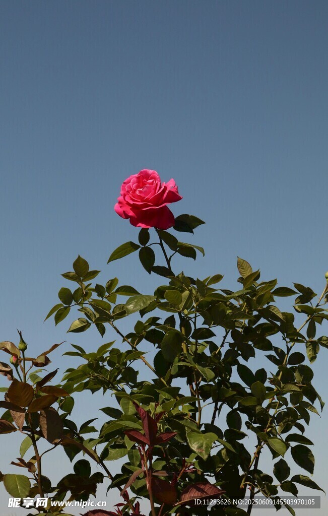 蓝天映衬下的月季花