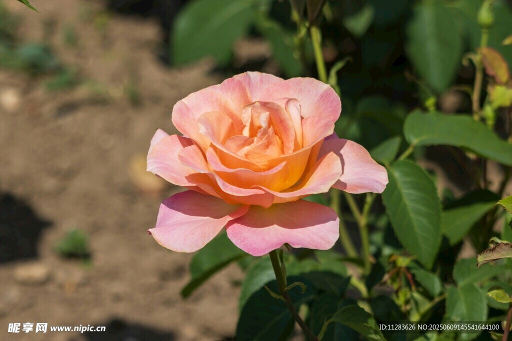 月季花绽放