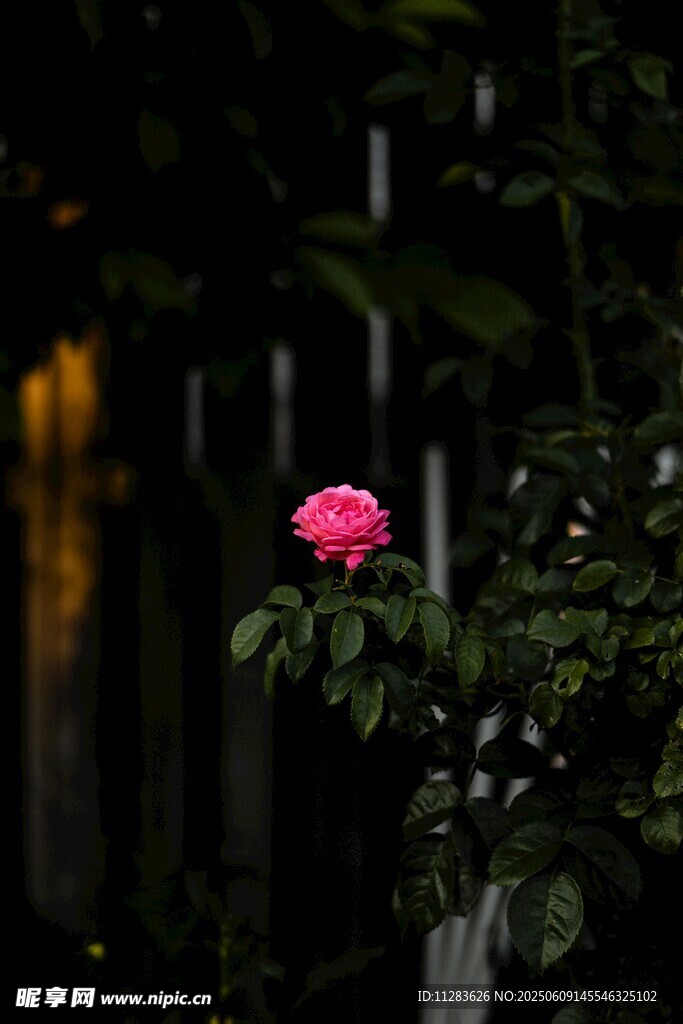 暗夜中的月季花