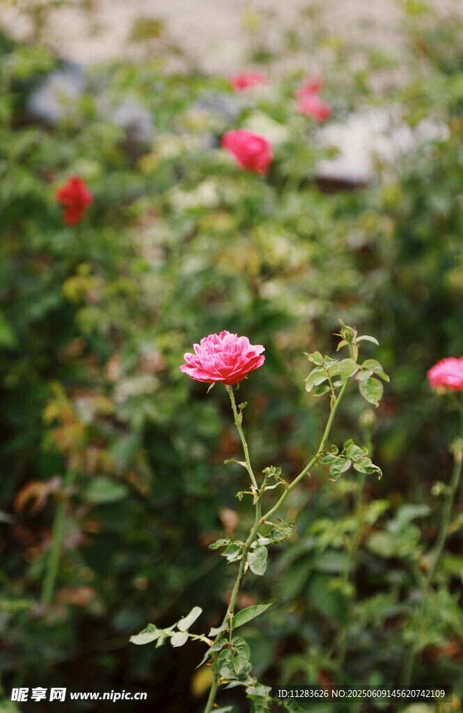 娇艳绽放的粉色月季花