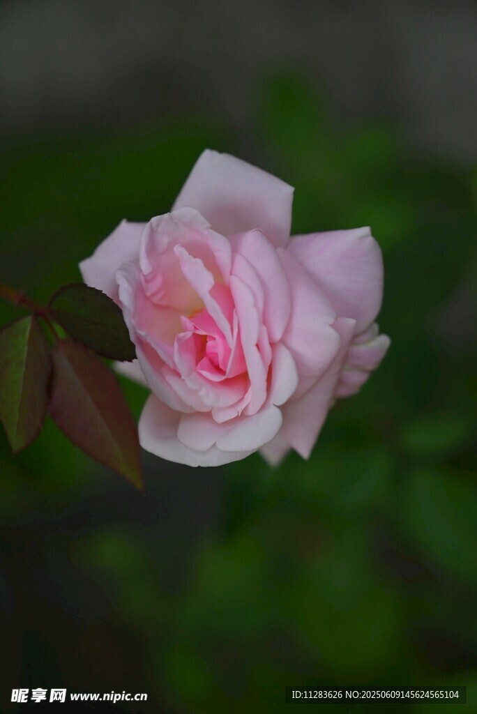 月季花特写