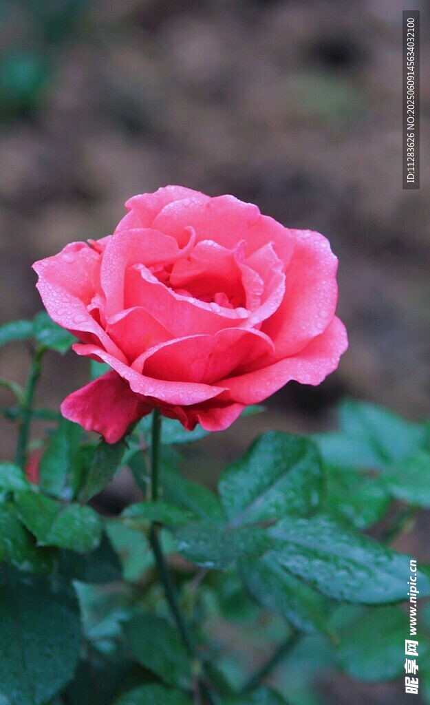 月季花绽放