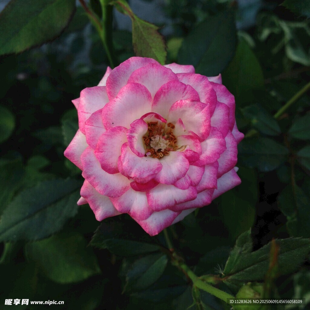 娇艳双色月季花