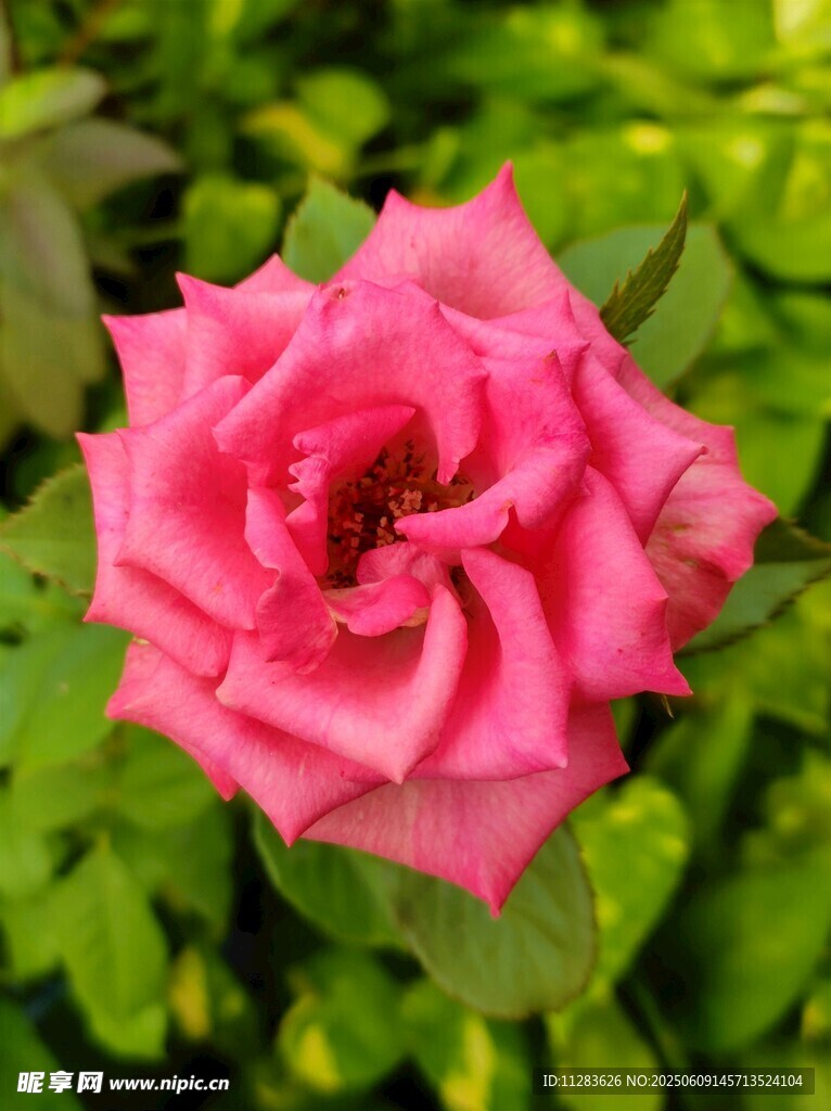 娇艳粉色月季花