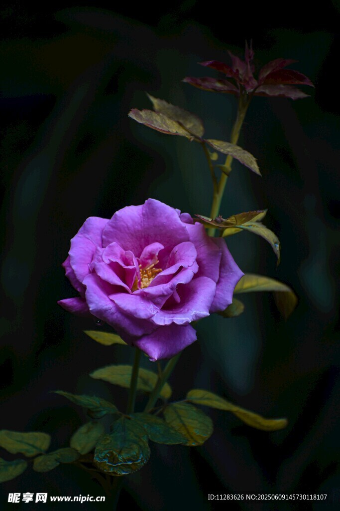 娇艳月季花绽放