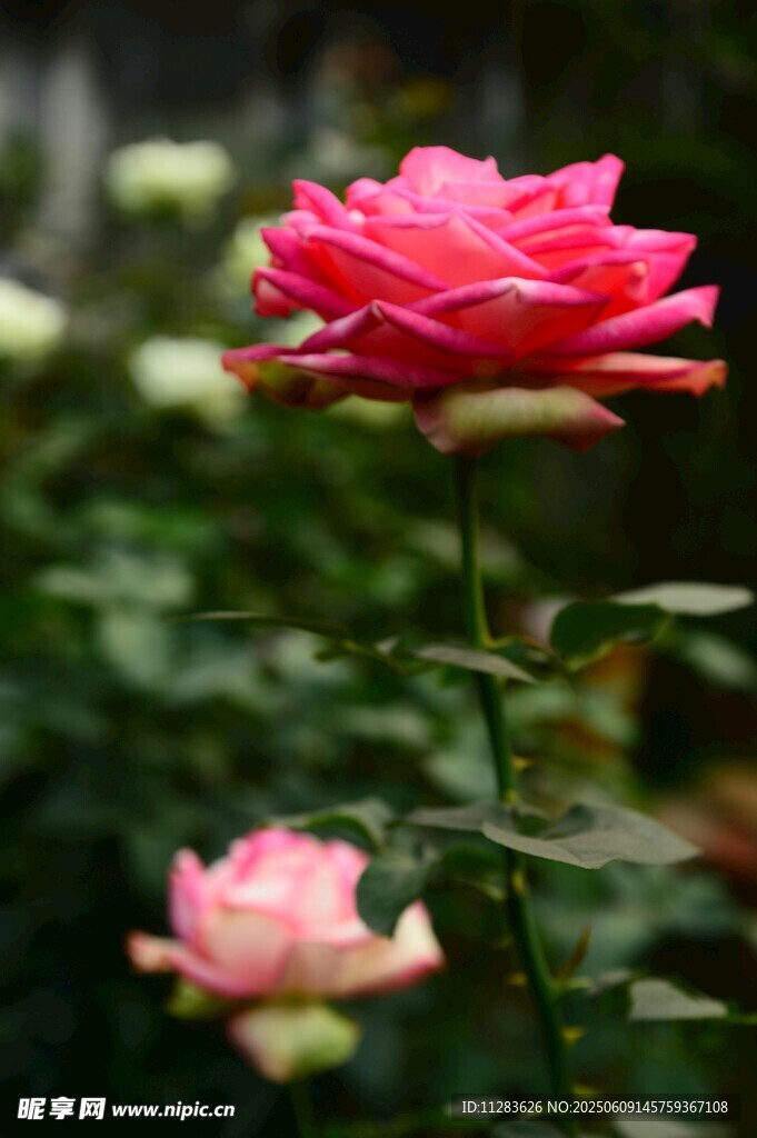 娇艳月季花绽放