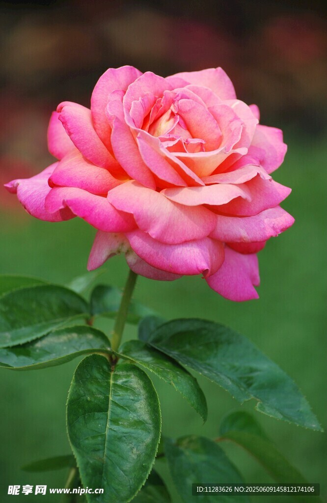 娇艳粉色月季花