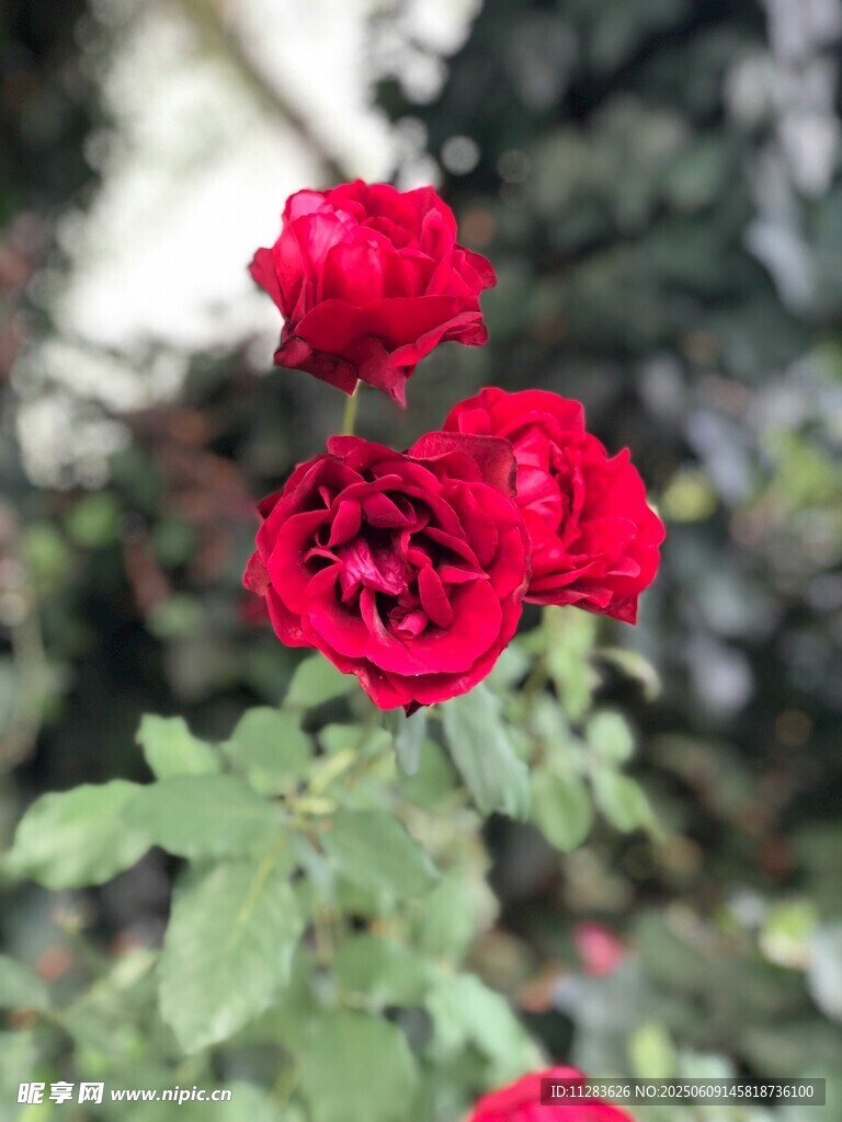 红月季花