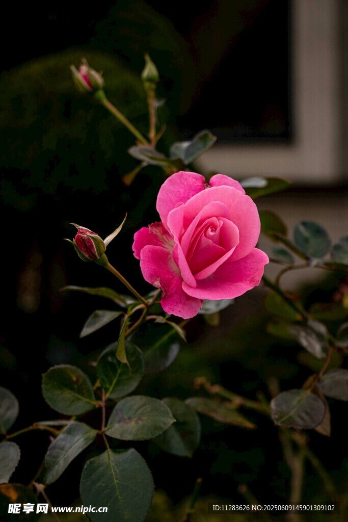 月季花