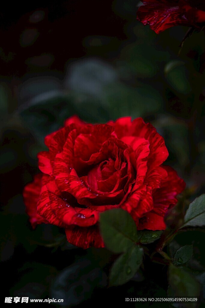娇艳月季花