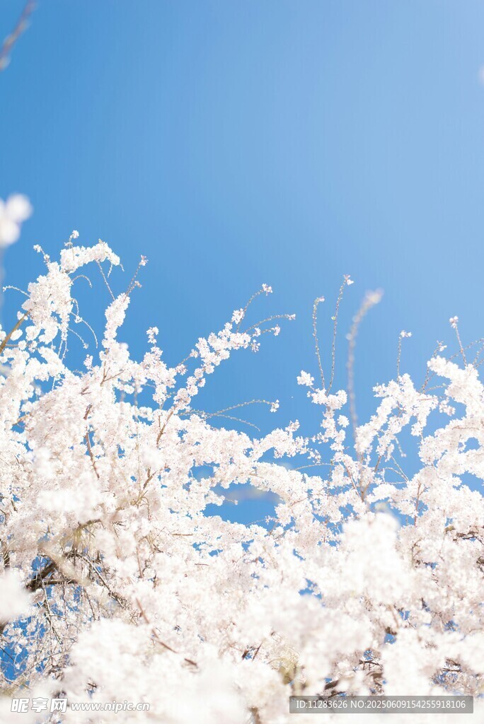 洁白樱花