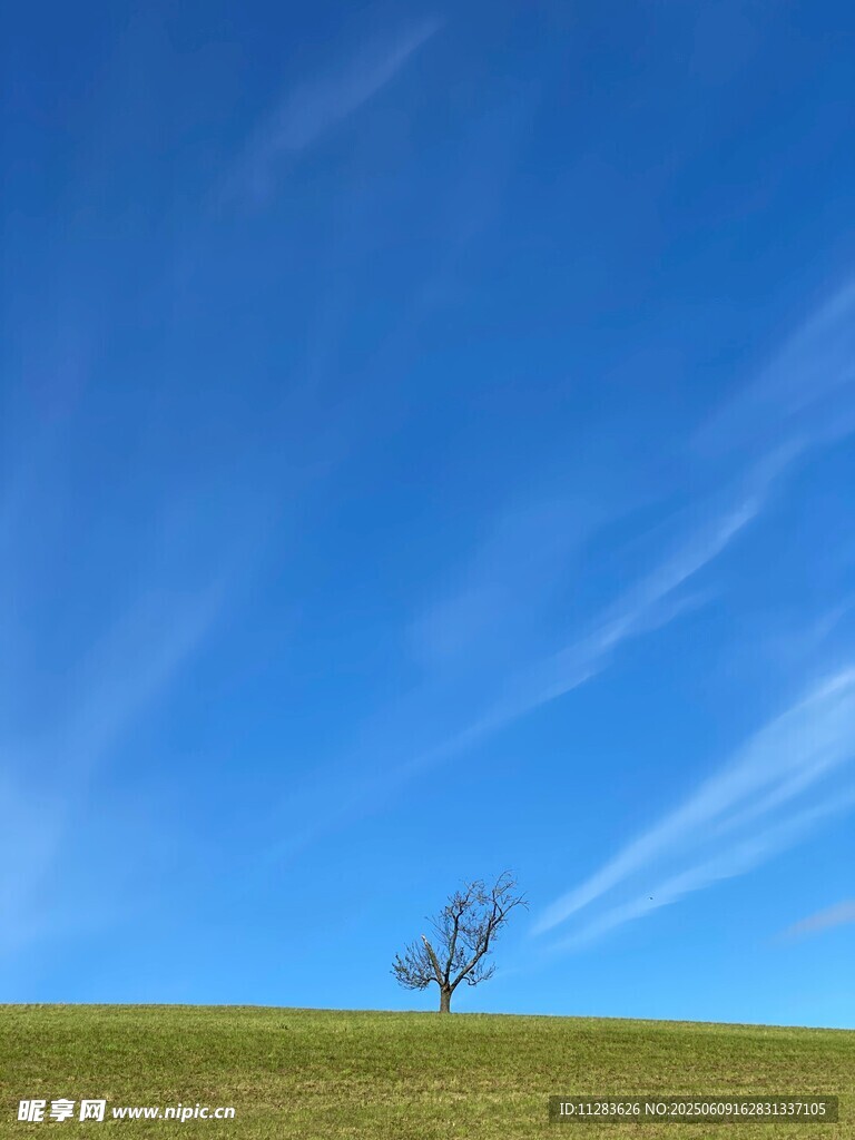 旷野孤树