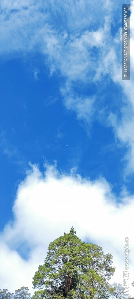 蓝天绿树间的清新景致