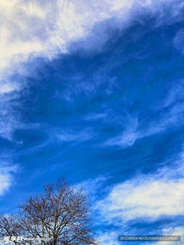 蓝天之下的孤树