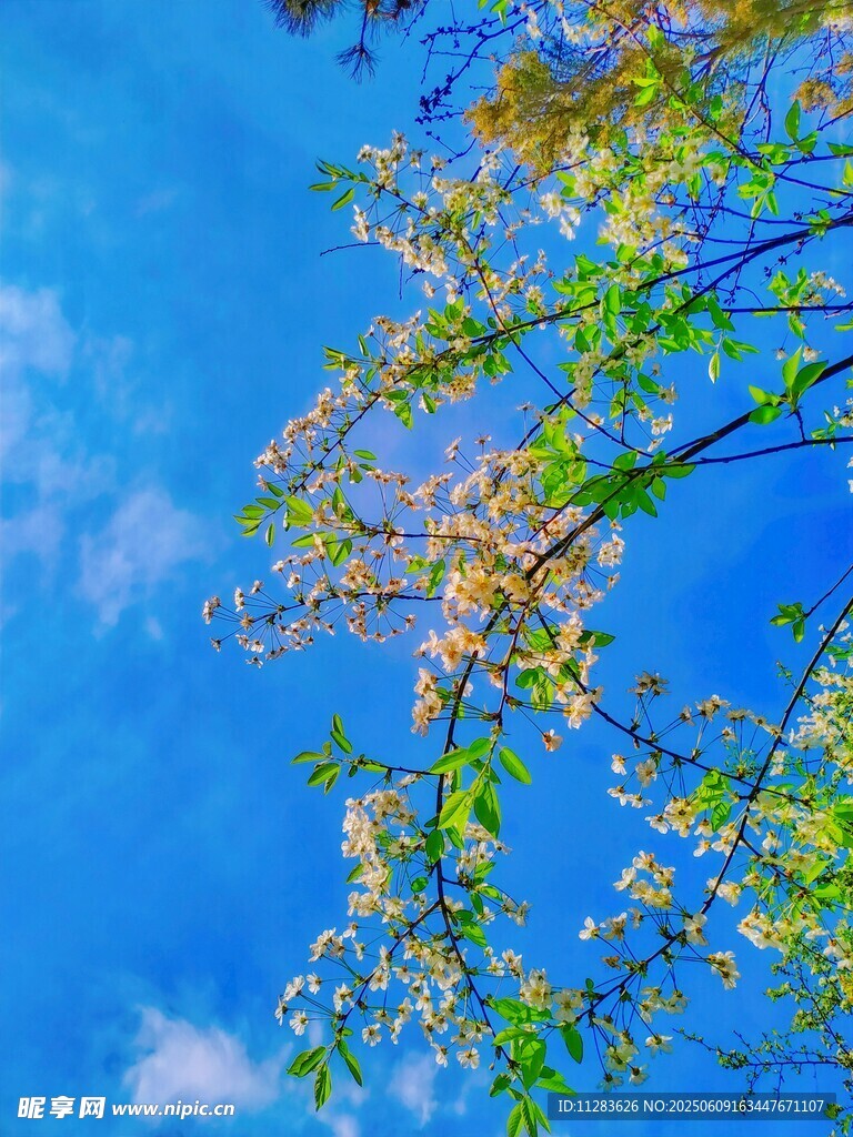 蓝天映衬下的繁茂花枝