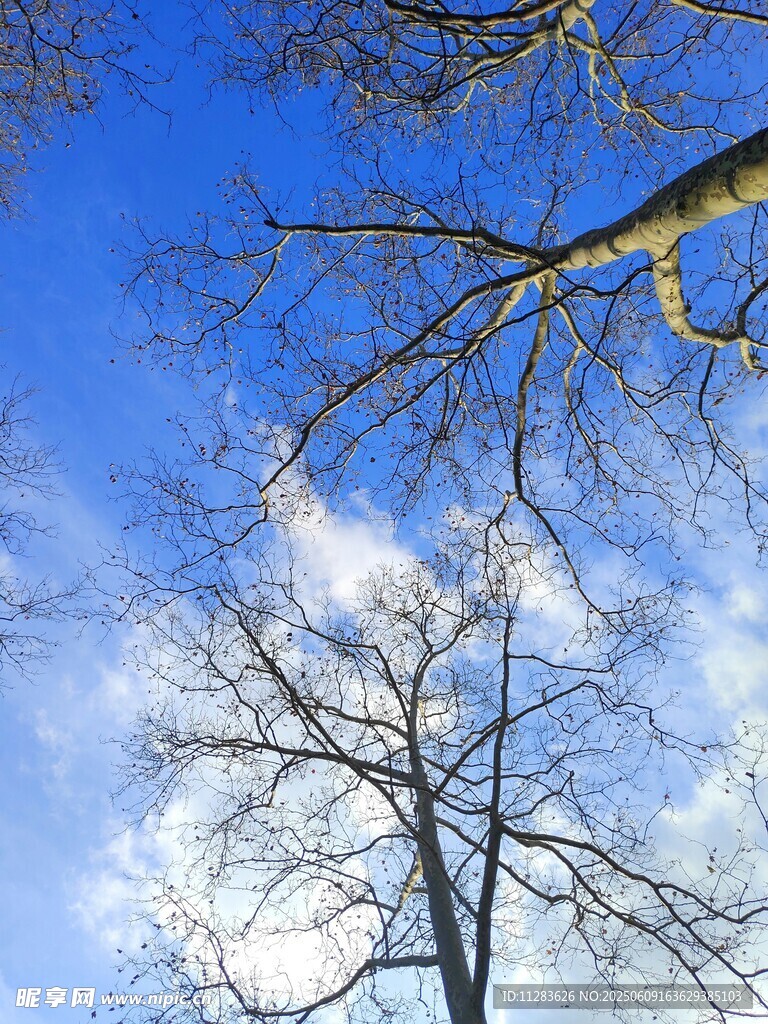 蓝天枯枝