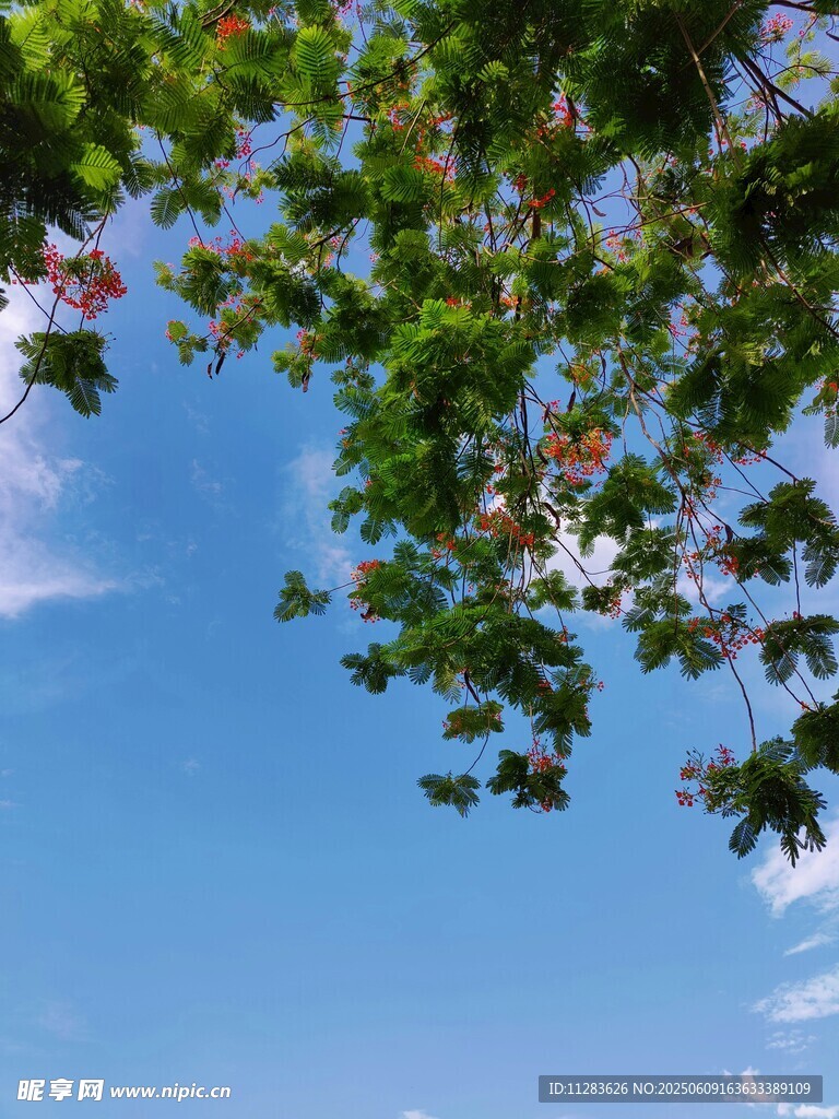 蓝天绿叶间的清新景致