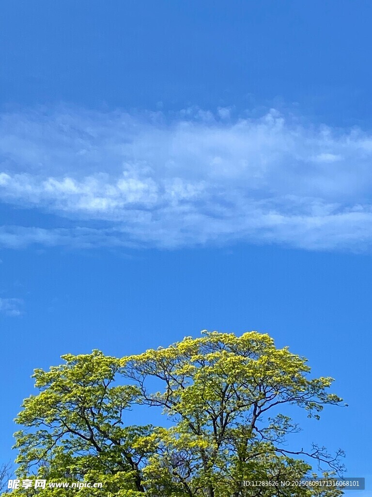 蓝天绿树美景