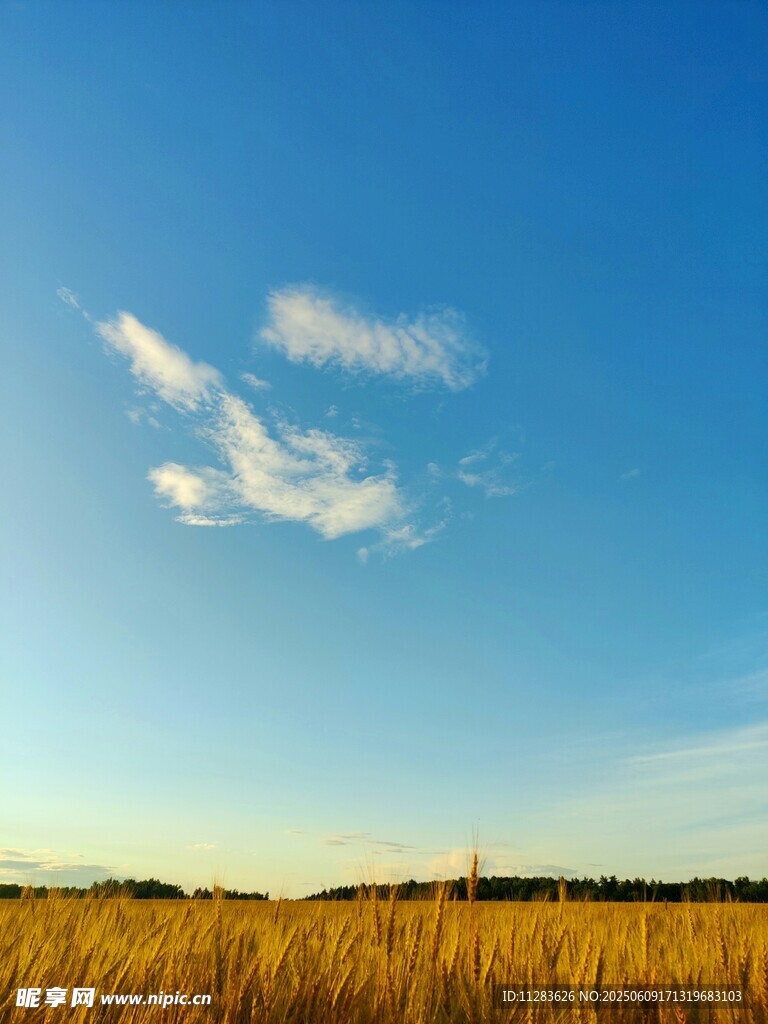 金黄田野上的晴朗天空