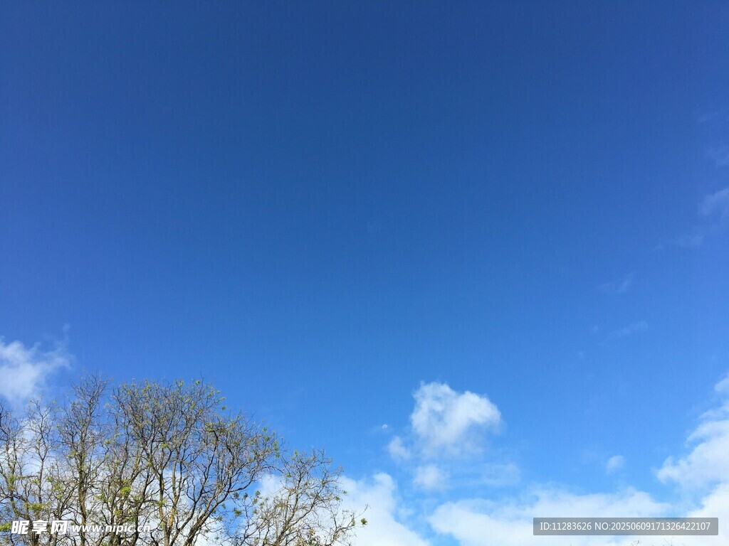 晴朗蓝天与稀疏树木