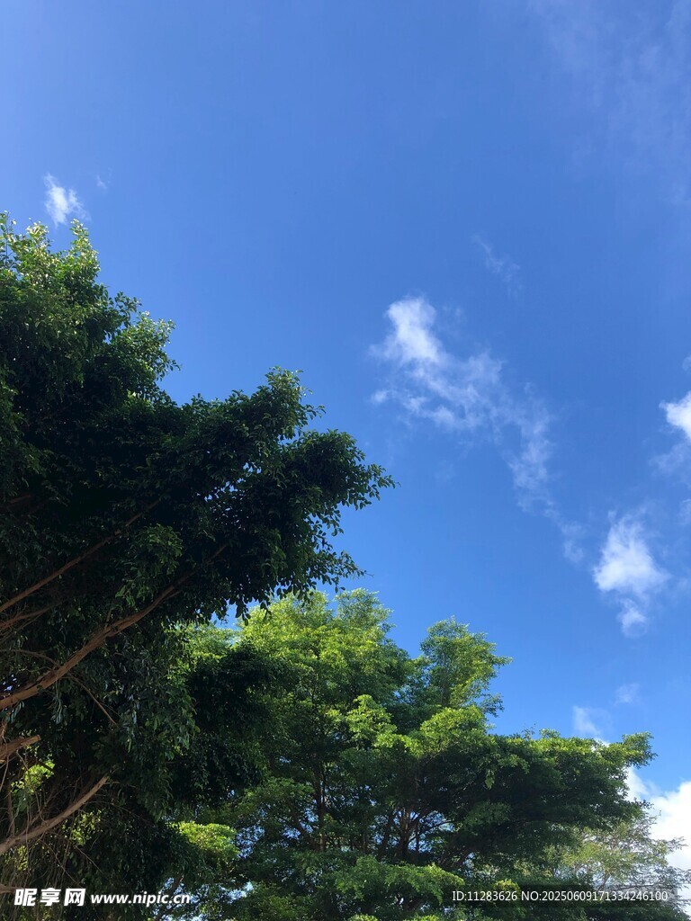 蓝天绿树间的清新景致