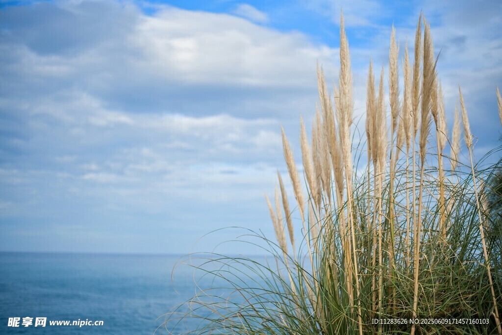 海边芦苇与蓝天美景