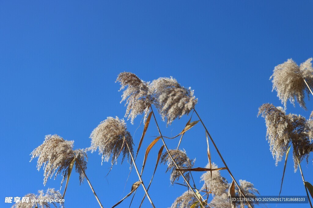 蓝天映衬下的蓬松芦苇