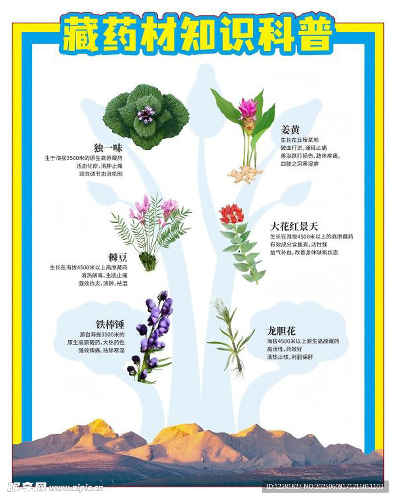 藏药植物科普图