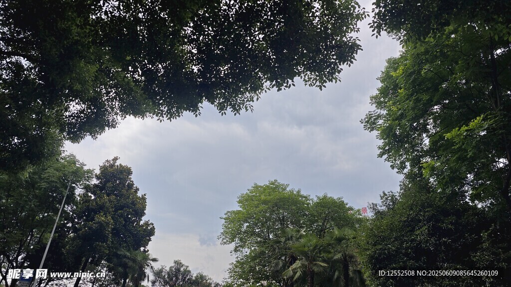 林间天空 绿意盎然
