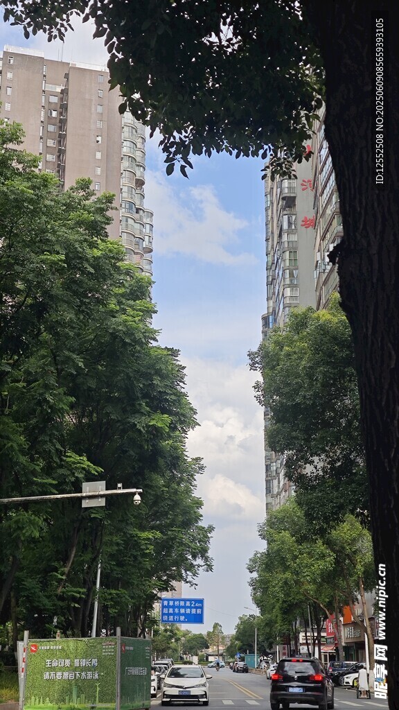 城市林荫道路街景