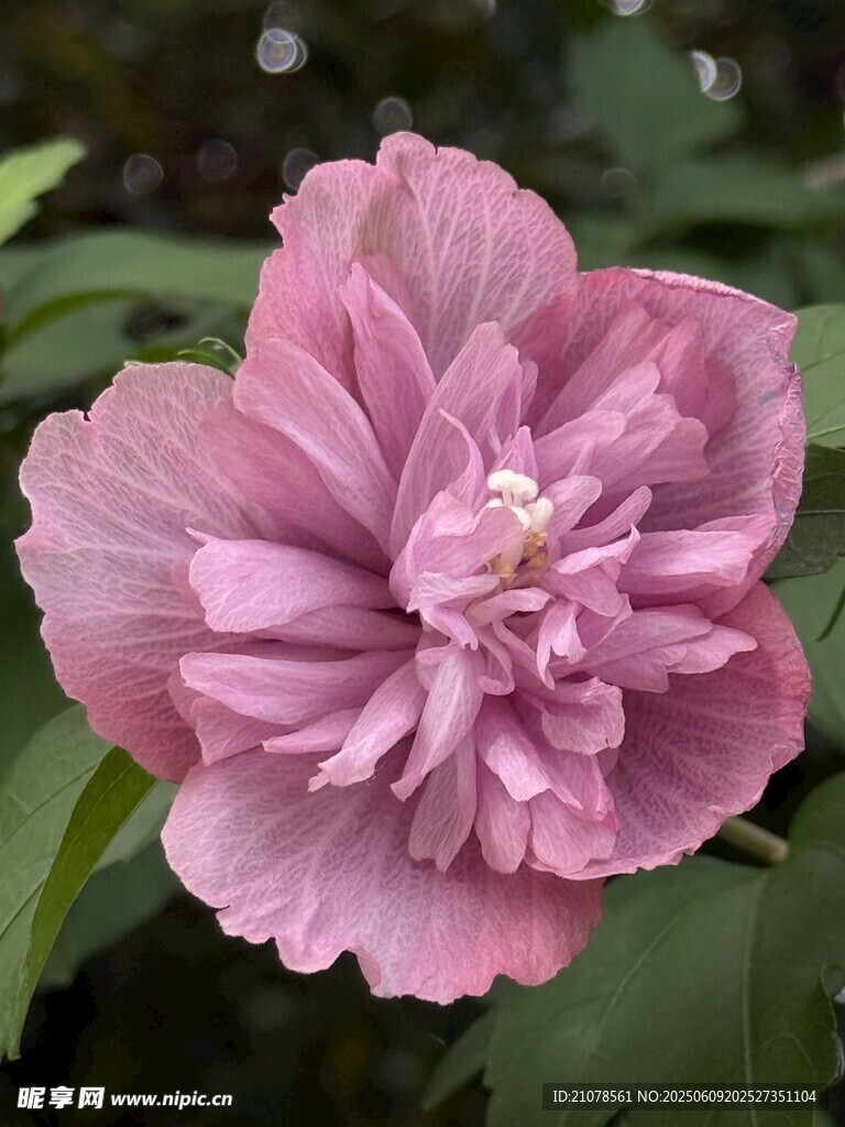 娇艳粉色木槿花特写